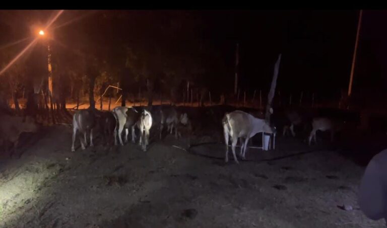 WhatsApp-Image-2025-02-07-at-8.43.28-AM