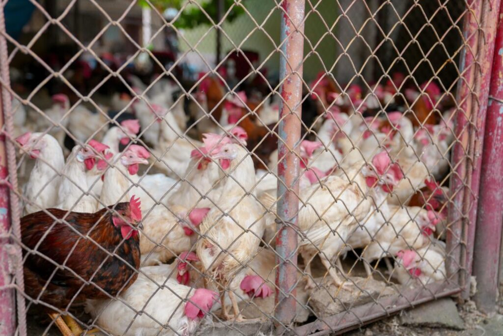 Produccion-de-pollos