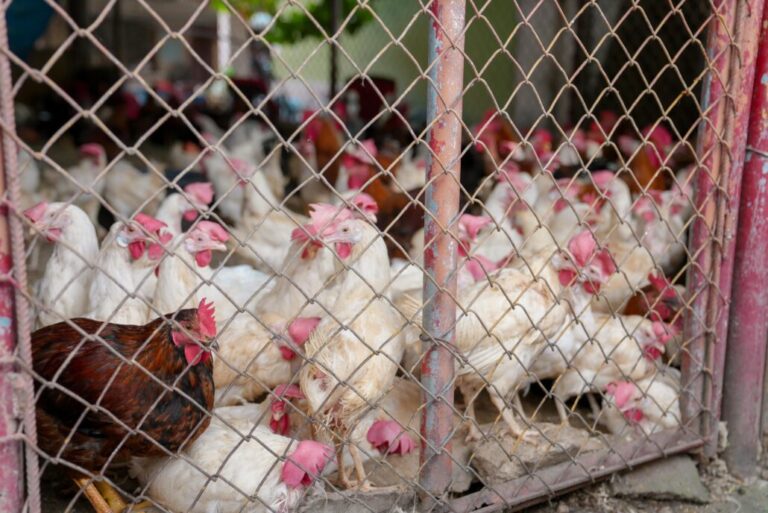 Produccion-de-pollos
