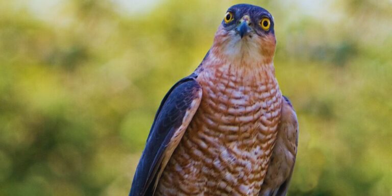 DENUNCIA-TU-PROBLEMATICA-2025-05-29T051909.842