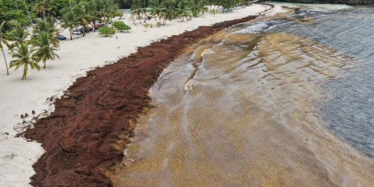 Plantilla-para-portal-1-4