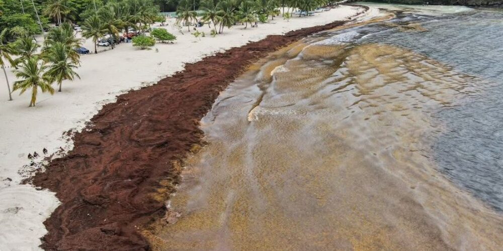 Plantilla-para-portal-1-4