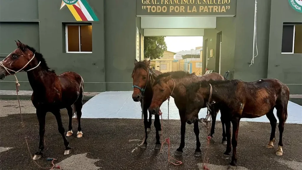 caballos-recuperados-tras-frustrar-robo-de-animales-en-dajabon-64bb06f0-focus-0-0-1200-675-1068x601