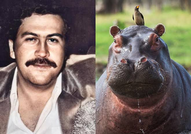 Colombia-solicita-a-India-traslado-de-80-hipopotamos-de-Pablo-Escobar