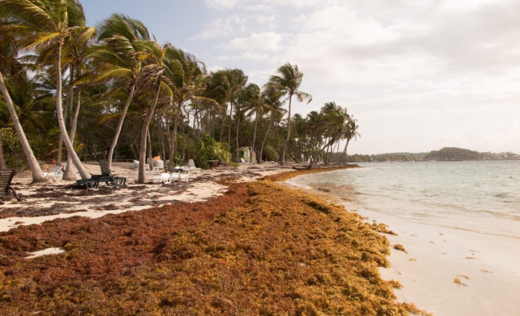Sargasso seaweed in the Caribbean beach, cleaning.