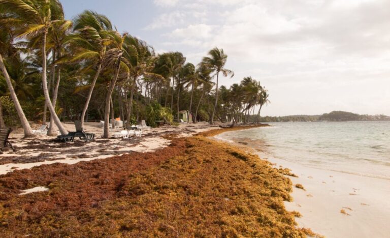 Sargasso seaweed in the Caribbean beach, cleaning.